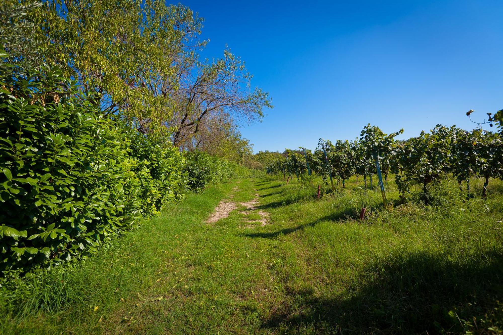 Cavriana Agriturismo Con Cucina Tipica Nuova Scardua المظهر الخارجي الصورة
